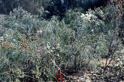 APII jpeg image of Allocasuarina scleroclada  © contact APII