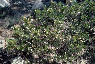 APII jpeg image of Boronia inornata subsp. leptophylla  © contact APII