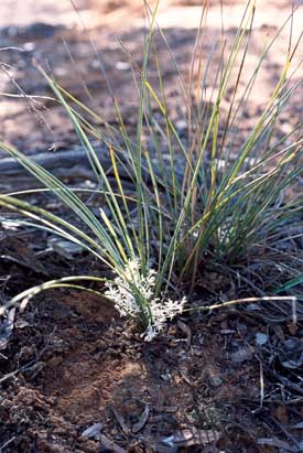 APII jpeg image of Lomandra effusa  © contact APII