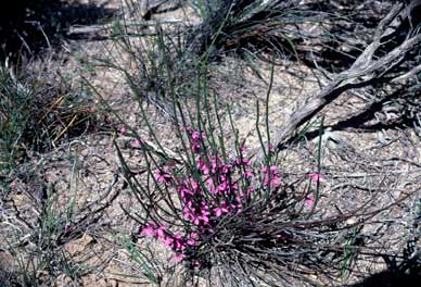 APII jpeg image of Tetratheca efoliata  © contact APII