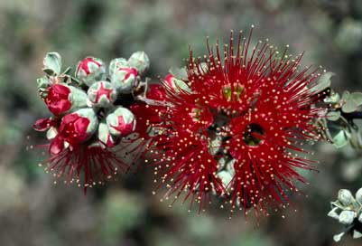 APII jpeg image of Kunzea pulchella  © contact APII