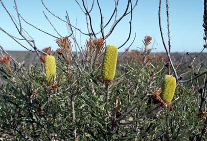 APII jpeg image of Banksia attenuata  © contact APII