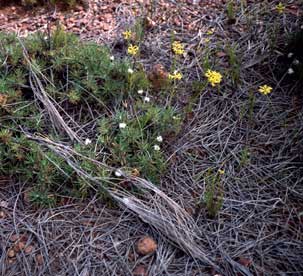 APII jpeg image of Borya constricta,<br/>Stackhousia muricata  © contact APII