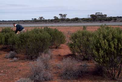 APII jpeg image of Eremophila deserti  © contact APII