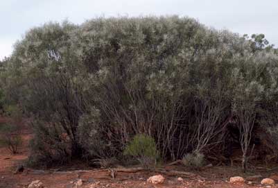 APII jpeg image of Hakea leucoptera  © contact APII