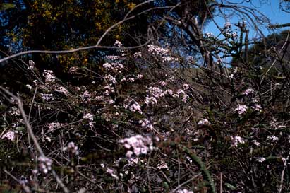 APII jpeg image of Scholtzia parviflora  © contact APII