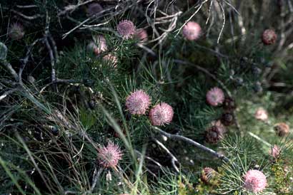 APII jpeg image of Isopogon divergens  © contact APII