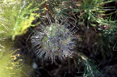 APII jpeg image of Banksia lanata  © contact APII