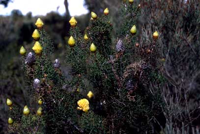 APII jpeg image of Petrophile drummondii  © contact APII