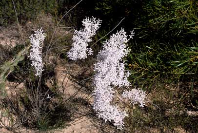 APII jpeg image of Conospermum incurvum  © contact APII