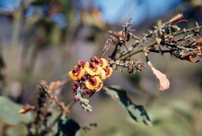 APII jpeg image of Daviesia latifolia  © contact APII