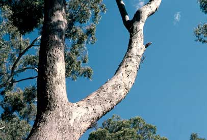 APII jpeg image of Eucalyptus melliodora  © contact APII