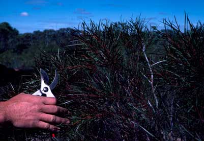 APII jpeg image of Eucalyptus perangusta  © contact APII