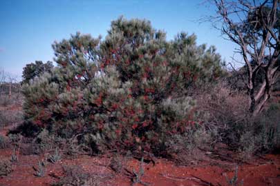 APII jpeg image of Grevillea sarissa subsp. sarissa  © contact APII