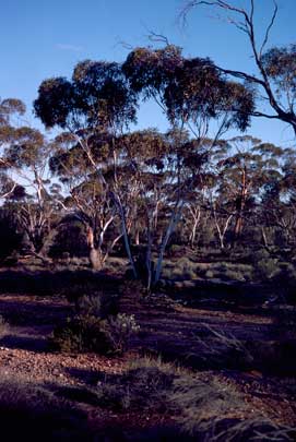 APII jpeg image of Eucalyptus cylindrocarpa  © contact APII