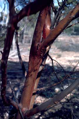 APII jpeg image of Eucalyptus diptera  © contact APII