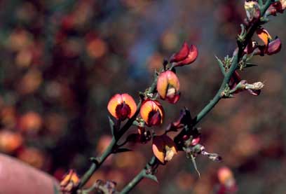 APII jpeg image of Daviesia physodes  © contact APII