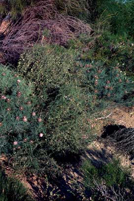 APII jpeg image of Daviesia ramosissima  © contact APII