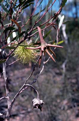 APII jpeg image of Eucalyptus lehmannii subsp. parallela  © contact APII