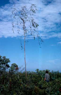 APII jpeg image of Eucalyptus sepulcralis  © contact APII