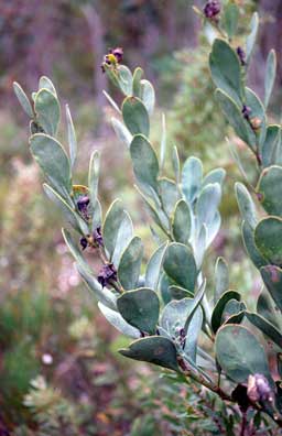 APII jpeg image of Daviesia obovata  © contact APII