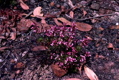 APII jpeg image of Stylidium lateriticola  © contact APII