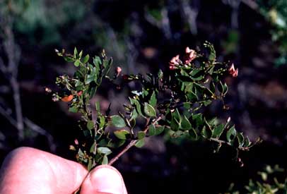 APII jpeg image of Daviesia lancifolia  © contact APII