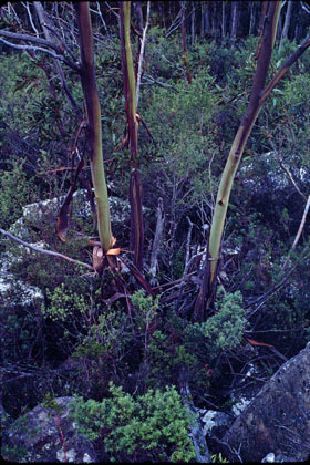 APII jpeg image of Eucalyptus imlayensis  © contact APII