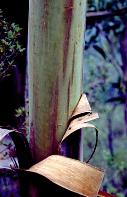 APII jpeg image of Eucalyptus imlayensis  © contact APII