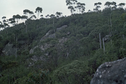 APII jpeg image of Eucalyptus imlayensis  © contact APII