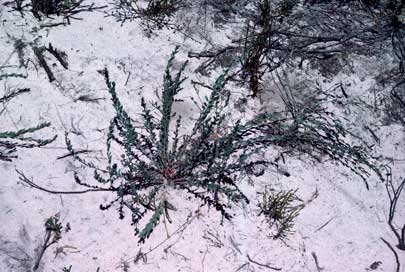 APII jpeg image of Daviesia pedunculata  © contact APII