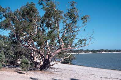 APII jpeg image of Eucalyptus camaldulensis ssp. arida x Euc. rudis  © contact APII