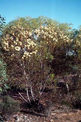 APII jpeg image of Eucalyptus cylindriflora  © contact APII