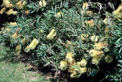 APII jpeg image of Callistemon pallidus 'Candle Glow'  © contact APII