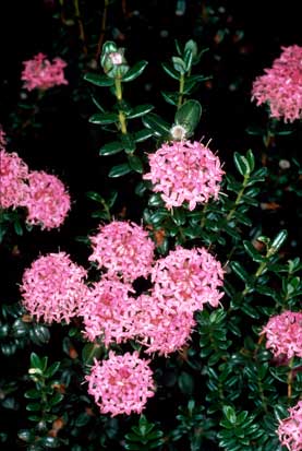 APII jpeg image of Pimelea ferruginea  © contact APII