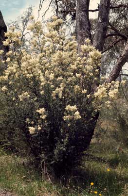 APII jpeg image of Bursaria spinosa subsp. spinosa  © contact APII