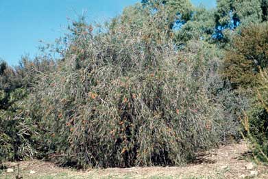 APII jpeg image of Callistemon brachyandrus  © contact APII