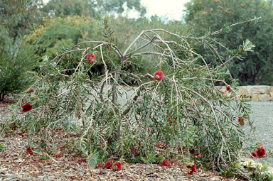 APII jpeg image of Callistemon pachyphyllus  © contact APII