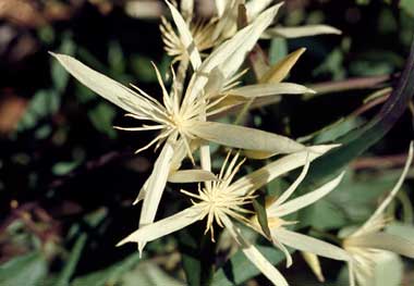 APII jpeg image of Clematis pubescens  © contact APII