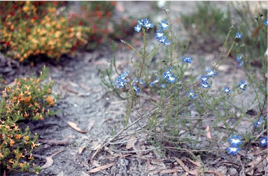 APII jpeg image of Lechenaultia biloba  © contact APII