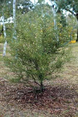 APII jpeg image of Grevillea linearifolia  © contact APII