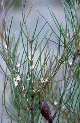 APII jpeg image of Hakea actites  © contact APII