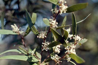 APII jpeg image of Hakea lasiantha  © contact APII