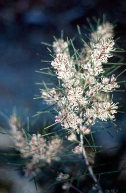 APII jpeg image of Hakea sericea  © contact APII