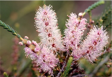 APII jpeg image of Melaleuca decussata  © contact APII