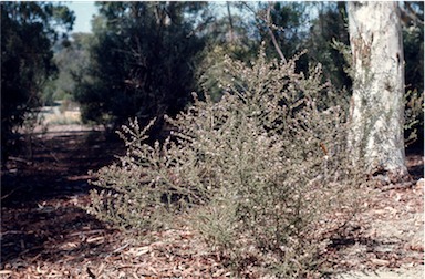 APII jpeg image of Olearia ramulosa  © contact APII