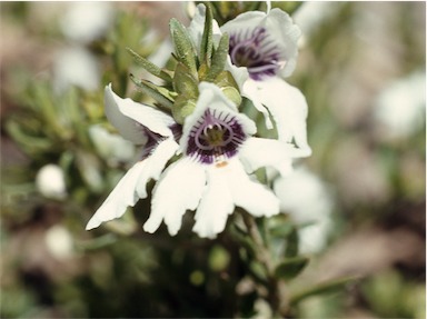 APII jpeg image of Prostanthera saxicola var. montana  © contact APII