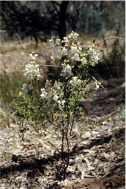 APII jpeg image of Prostanthera striatiflora  © contact APII