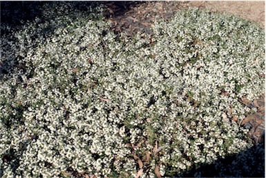 APII jpeg image of Scaevola albida  © contact APII