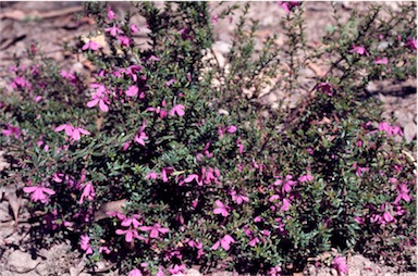 APII jpeg image of Tetratheca thymifolia  © contact APII